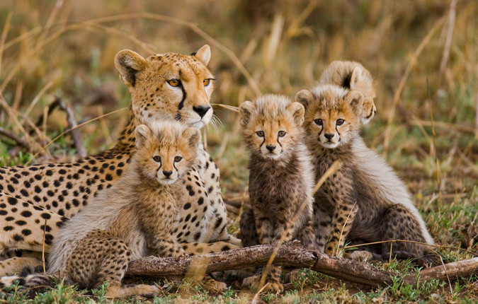 Essential African Safari
