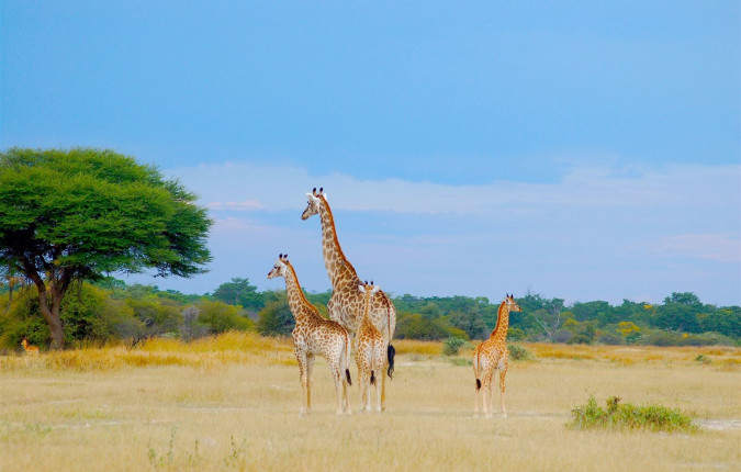 Botswana & Zimbabwe Lodge Safari