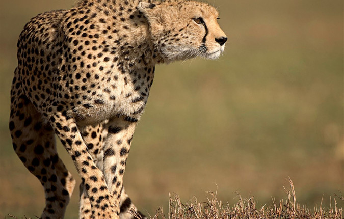 Journeys: Kenya Safari Experience