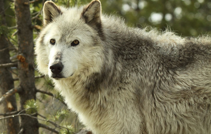 South Dakota to Yellowstone Parks Explorer		