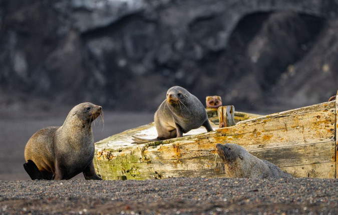 Best of Antarctica In Depth 