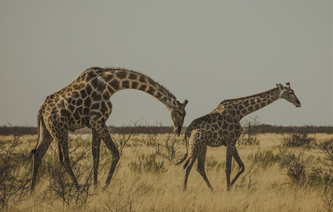 Absolute Africa Overland Safari & Participation Camping