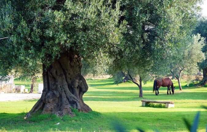 Cycling Puglia & Matera