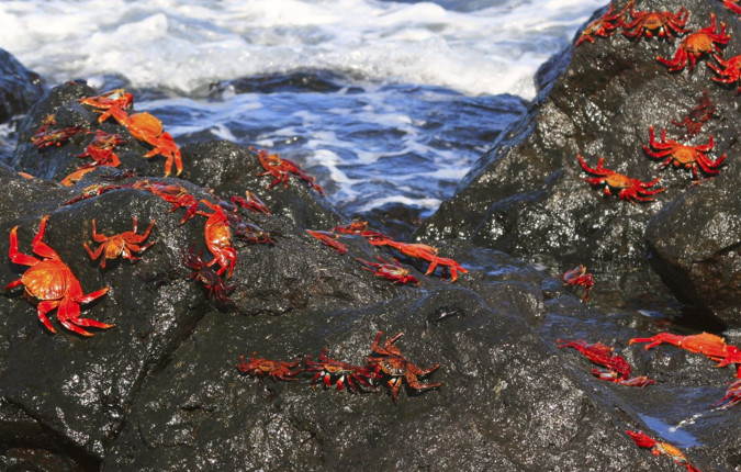 Galapagos — East, Central, & West Islands aboard the Eden