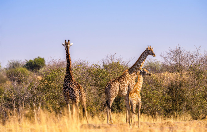 Wildlife & Wilderness of Botswana