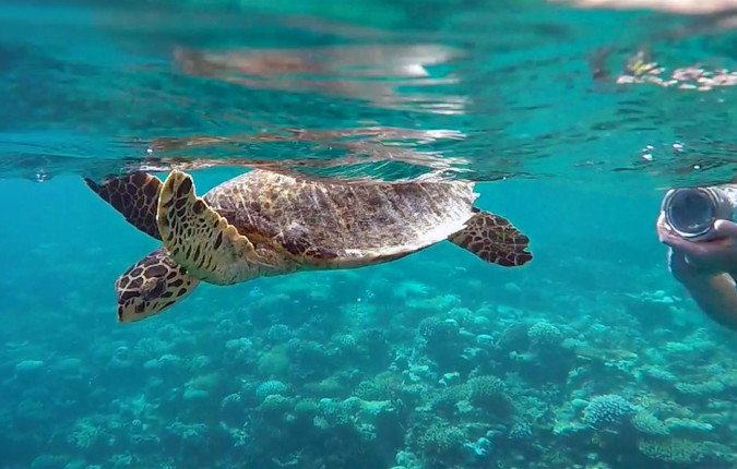 Marine Wildlife of the Maldives