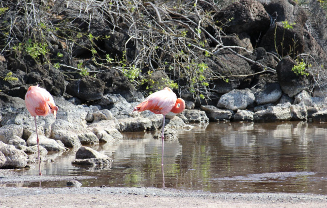 Galapagos Encounter - Archipel I (Itinerary A)