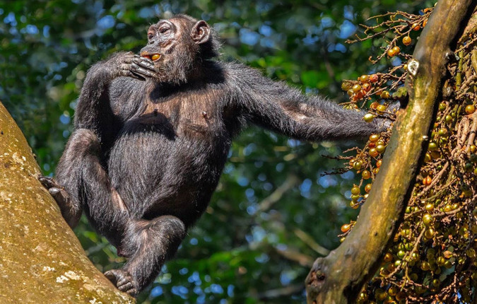 Remarkable Rwanda & Gorillas of Uganda