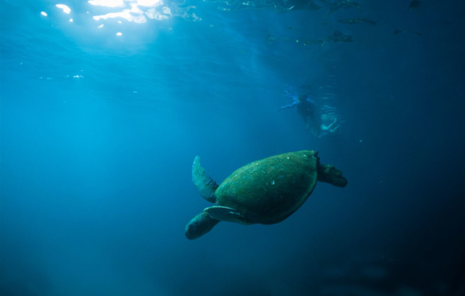 Galapagos Encounter: Southern Islands (Grand Queen Beatriz)