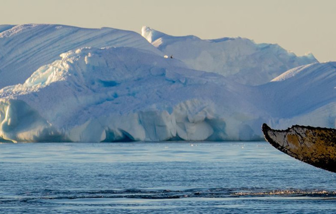 Best of Antarctica: Whale Discovery 