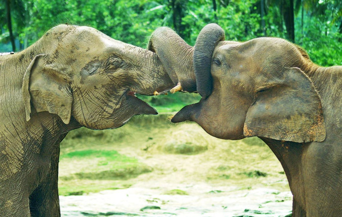 Premium Sri Lanka in Depth
