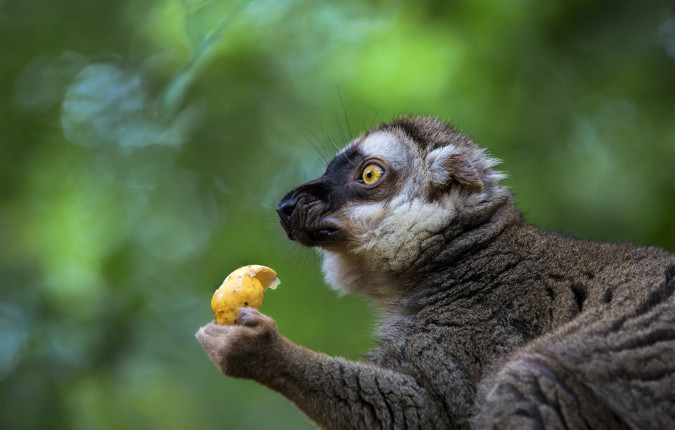 Highlights of Madagascar