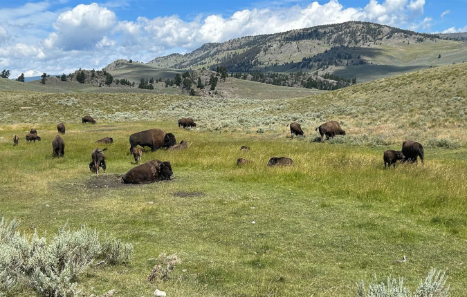 Journeys: Iconic Wildlife of Yellowstone and Grand Teton