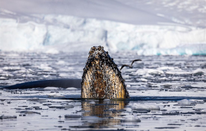 Best of Antarctica: Whale Discovery 