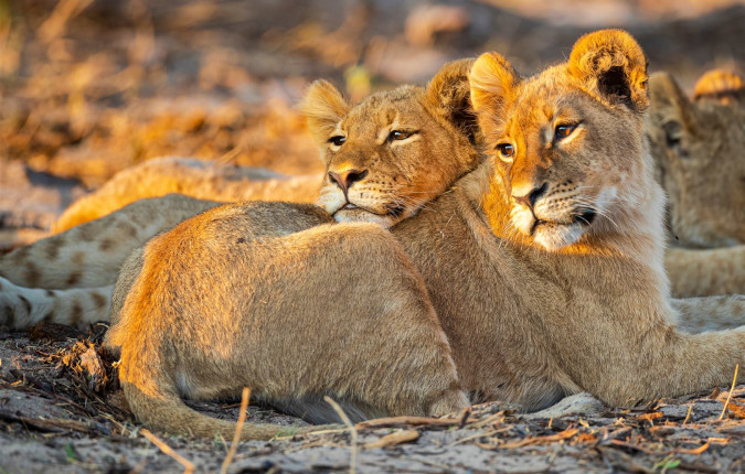 Botswana & Zimbabwe Lodge Safari