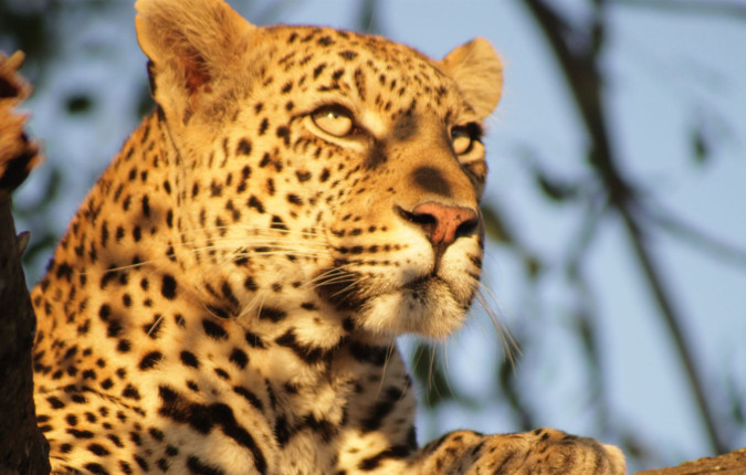 Journeys: Southern Africa Safari Experience