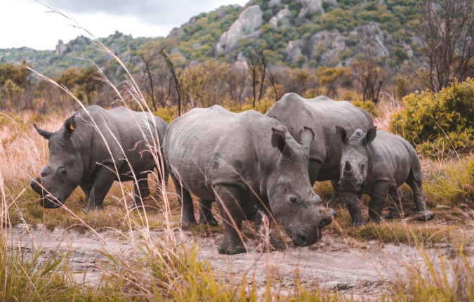 Southern Africa Safari