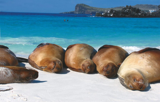 Galapagos Discovery