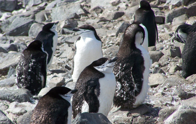 Antarctica: The White Continent