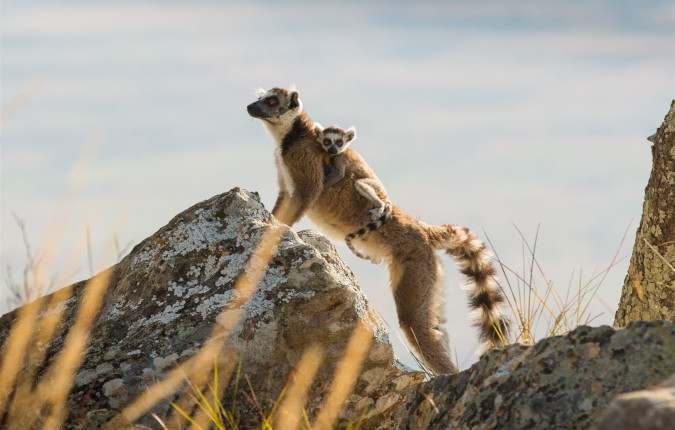 Highlights of Madagascar