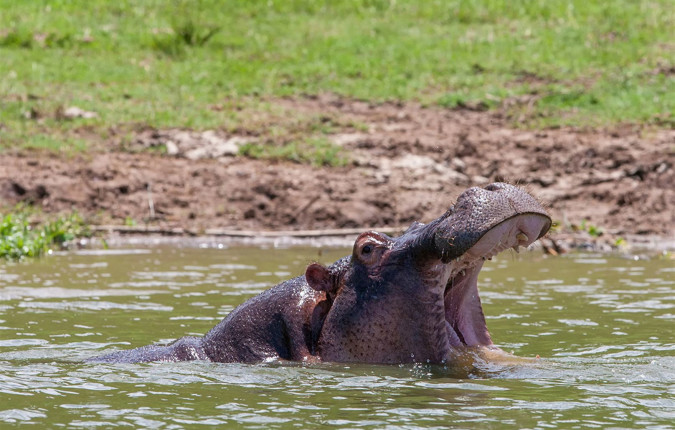 Gorillas & Game Parks