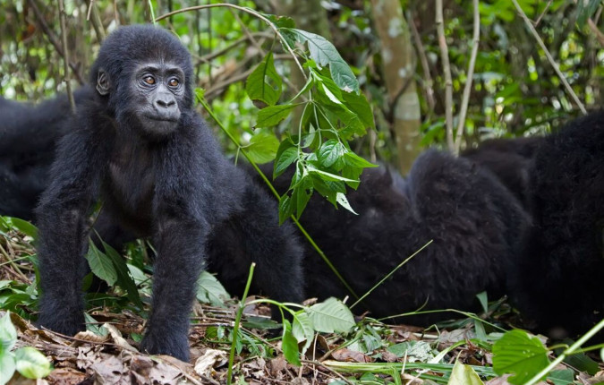 Gorillas & Game Parks