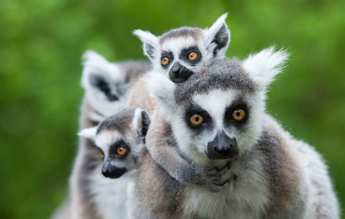 Madagascar Adventure