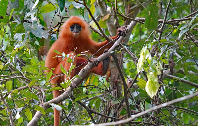 Borneo Wildlife Discoverer