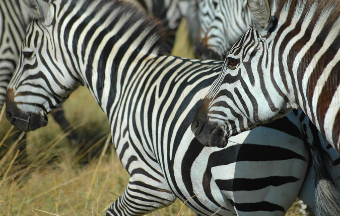 Johannesburg to Victoria Falls Overland Safari & Participation Camping