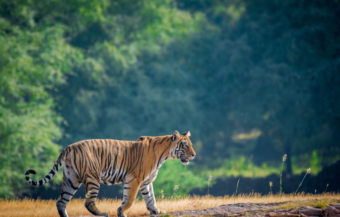 India’s Taj Mahal and Tigers - Premium Adventure