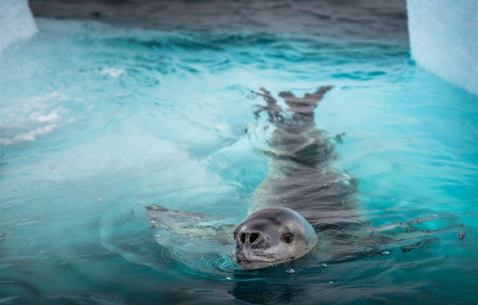 Journey to the Antarctic Circle 