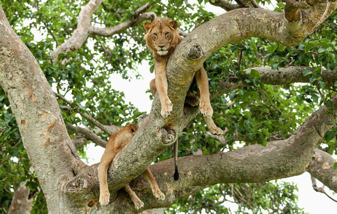 Remarkable Rwanda & Gorillas of Uganda