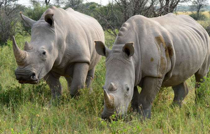 Botswana Highlights