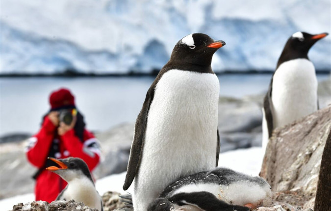 Best of Antarctica In Depth 