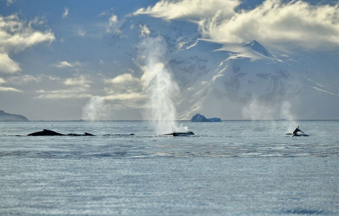 Best of Antarctica: Whale Discovery 