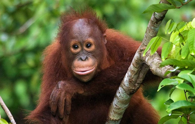 Sabah Adventure
