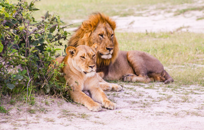 Wildlife & Wilderness of Botswana
