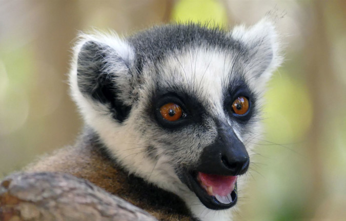 Highlights of Madagascar
