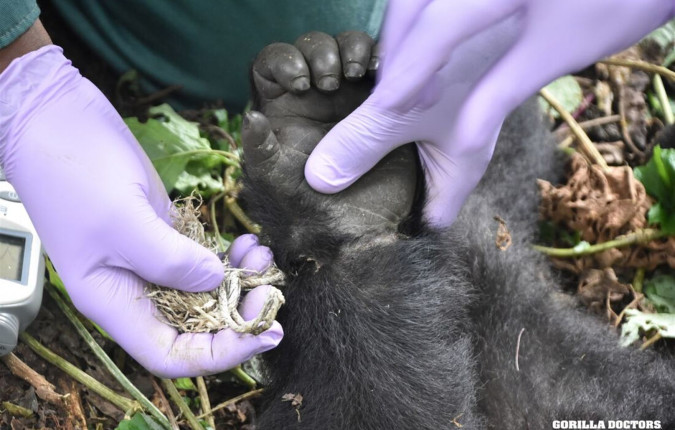 Remarkable Rwanda & Gorillas of Uganda