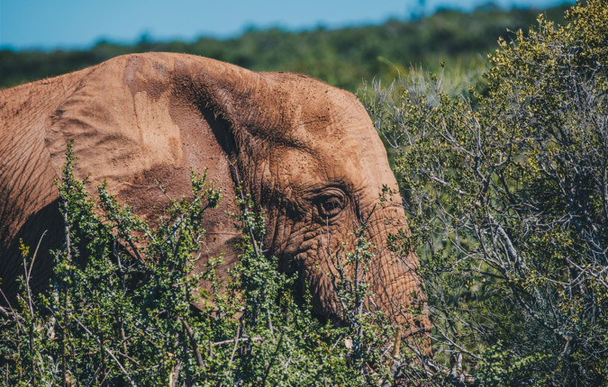 Garden Route Adventure