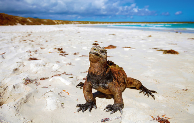 Ultimate Galapagos: Central Islands (Grand Daphne)