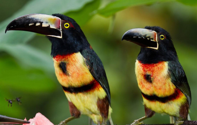 Nicaragua to Belize Discovery