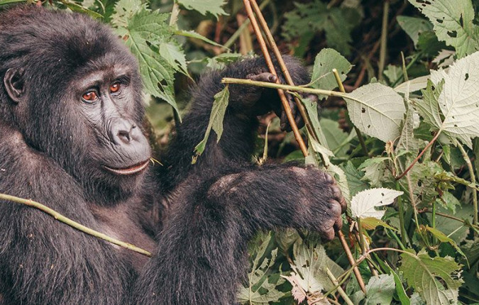 Gorillas & Game Parks