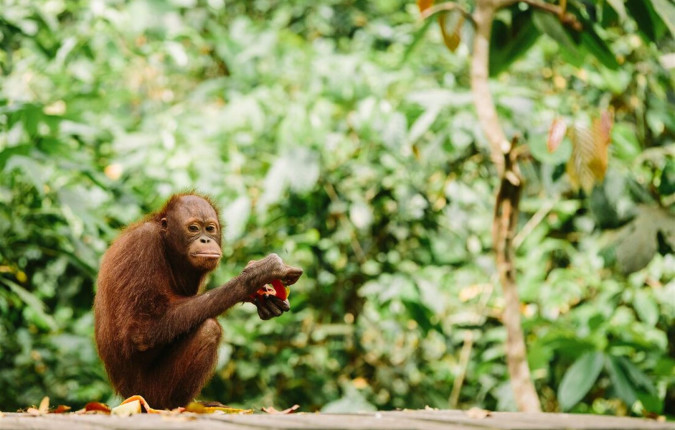 Indonesia Expedition: Orangutans of Kalimantan 