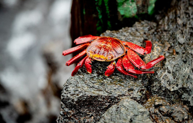Galapagos Encounter: Southern Islands (Grand Queen Beatriz)