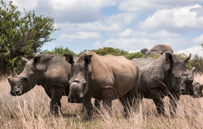 Journeys: The Great Southern Africa Safari