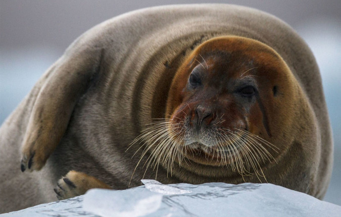 Svalbard Explorer: Best of High Arctic Norway