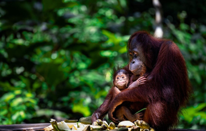 Classic Borneo