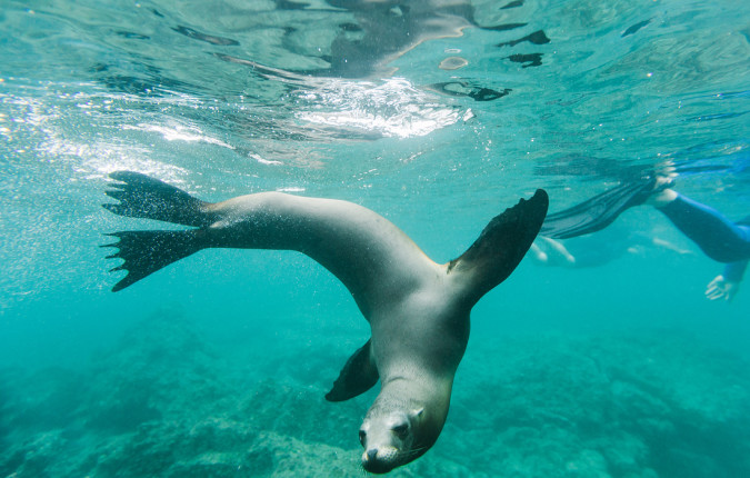 Ultimate Galapagos: Central Islands (Grand Daphne)