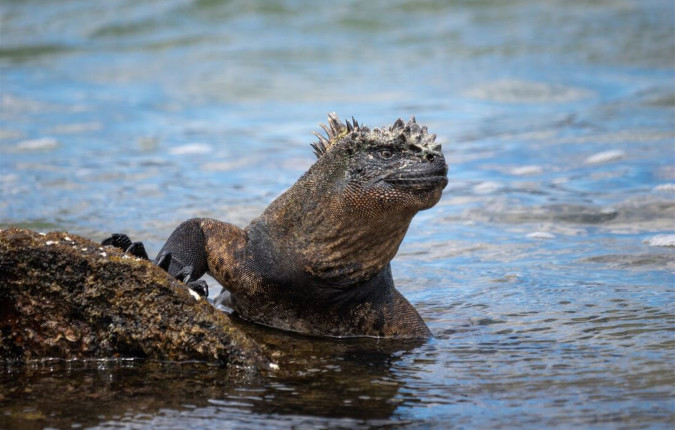 Galapagos Encounter: Southern Islands (Grand Queen Beatriz)